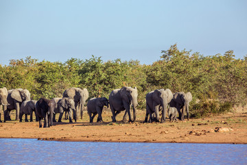 Obraz premium African bush elephant in Kruger National park, South Africa