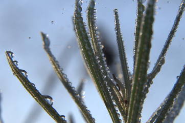 Primo piano ad una pianta di rosmarino con goccioline d'acqua.