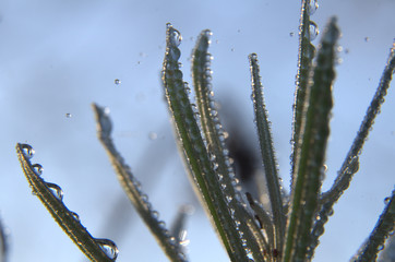 Primo piano ad una pianta di rosmarino con goccioline d'acqua.