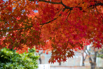 楓の紅葉
