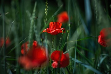 Red poppy flower on dark green background summer time