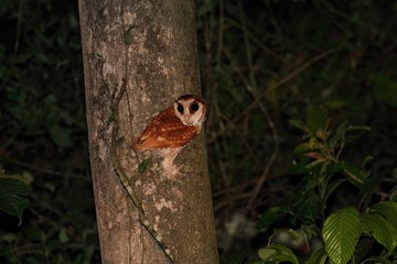 Oriental Bay Owl (Phodilus badius) in Borneo, Malaysia - ニセメンフクロウ