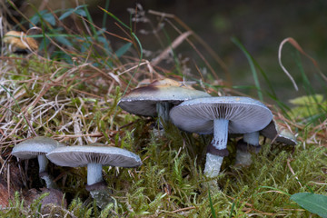 Poisonous mushroom Stropharia aeruginosa in the spruce forest. Known as verdigris agaric. Cyan mushrooms on the mossy tree stump. Autumn time in the forest.