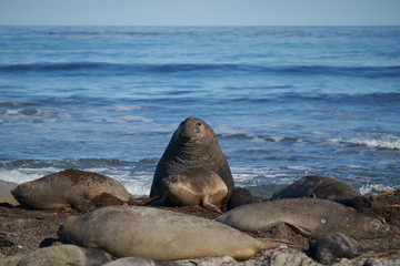 Dominant male Southern Elephant Seal (Mirounga leonina) races through his harem to see off an...