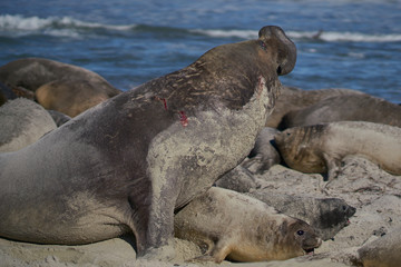 Fototapeta premium Dominant Male Southern Elephant Seal (Mirounga leonina) lying amongst his hareem of females during the breeding season. Sea Lion Island in the Falkland Islands.