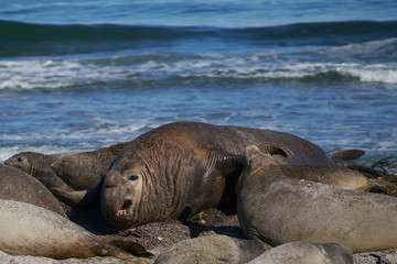 Dominant male Southern Elephant Seal (Mirounga leonina) races through his harem to see off an interloper during the breeding season. Sea Lion Island in the Falkland Islands.