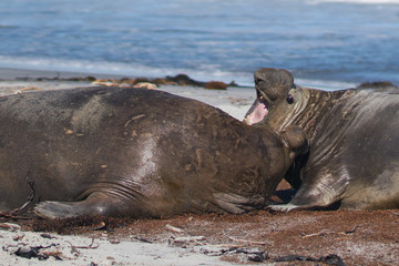 Dominant male Southern Elephant Seal (Mirounga leonina) fights with a rival for control of a large harem of females during the breeding season on Sea Lion Island in the Falkland Islands.     