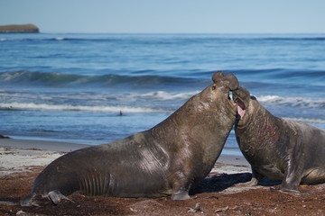 Dominant male Southern Elephant Seal (Mirounga leonina) fights with a rival for control of a large harem of females during the breeding season on Sea Lion Island in the Falkland Islands.     