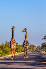 Giraffe in Kruger National park, South Africa
