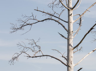 Close-up of a big white dead tree, with a light blue sky background.
