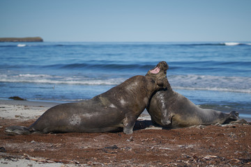 Fototapeta premium Dominant male Southern Elephant Seal (Mirounga leonina) fights with a rival for control of a large harem of females during the breeding season on Sea Lion Island in the Falkland Islands. 