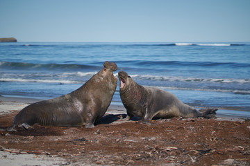 Dominant male Southern Elephant Seal (Mirounga leonina) fights with a rival for control of a large harem of females during the breeding season on Sea Lion Island in the Falkland Islands.     