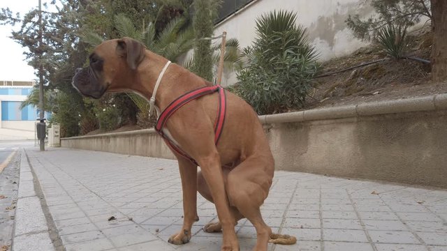 Boxer dog pooping in the street