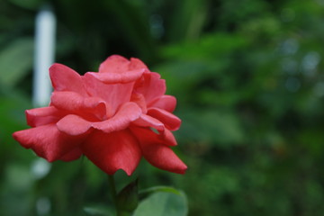 Obraz premium Orange rose