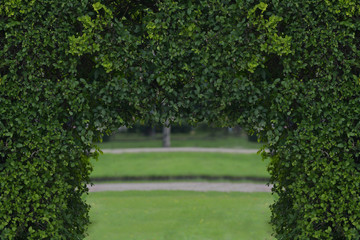 The tree wall decorated as a tunnel