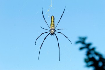 Spider on its web against sky.