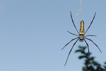 Spider on its web against sky.