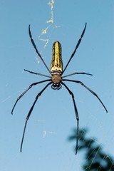 Spider on its web against sky.