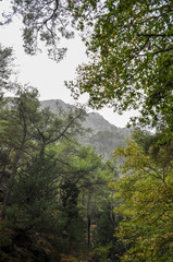 Mountainous area with beautiful views of nature and vegetation, trees and stones