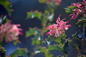 Pink flowers and unusual prickly holly like leaves of the Australian native Grevillea insignis, family Proteaceae. Endemic to south west Western Australia. Also known as the Wax Grevillea.