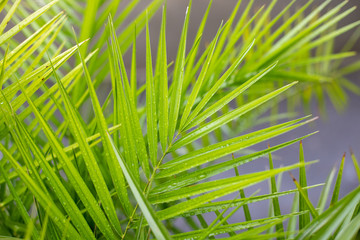 Palm tree leaves, soft focus