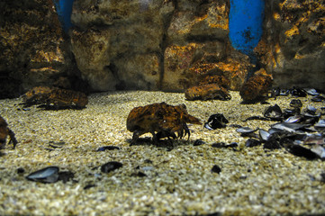 Crustacean at the bottom of the aquarium