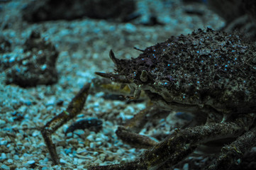 Crustacean at the bottom of the aquarium