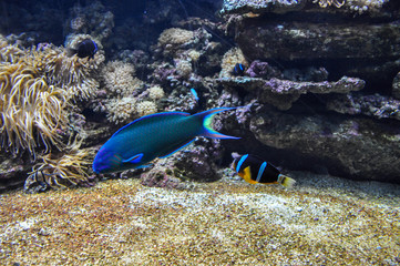 Fototapeta na wymiar Outlandish fish are swimming in the aquarium