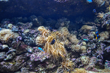Fototapeta na wymiar Outlandish fish are swimming in the aquarium