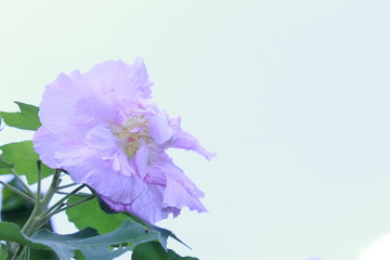 Fototapeta na wymiar Confederate rose flower (Hibiscus mutabilis) on sky background.