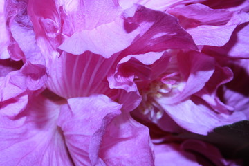 Macro of a pink Confederate rose flower.