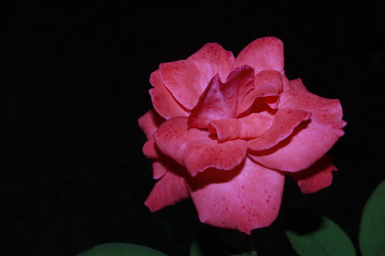Orange rose against black.