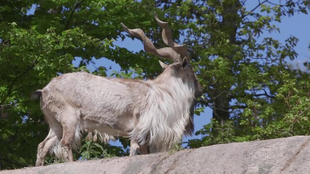 huge male markhor  goat low angle view watching alerted