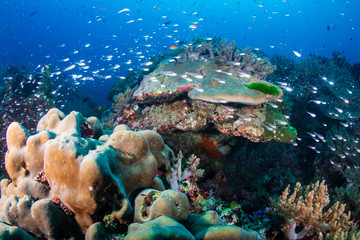 Fototapeta na wymiar Thriving, healthy tropical coral reef in Thailand's Similan Islands