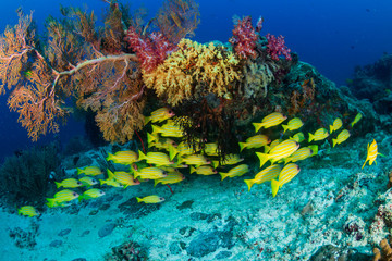 Fototapeta na wymiar Colorful blue-striped Snapper on a tropical coral reef