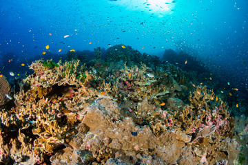 Thriving, healthy tropical coral reef in Thailand's Similan Islands