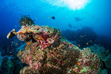 Thriving, healthy tropical coral reef in Thailand's Similan Islands