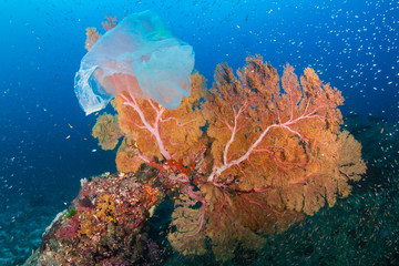 Plastic Pollution - a discarded plastic bags drifts across a tropical coral reef in Asia