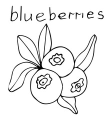 Blueberies icons on a beautiful background. Elements for your design. Hand drawn vector illustration.