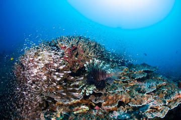 Naklejka na ściany i meble Lionfish on a colorful tropical coral reef in the Andaman Sea