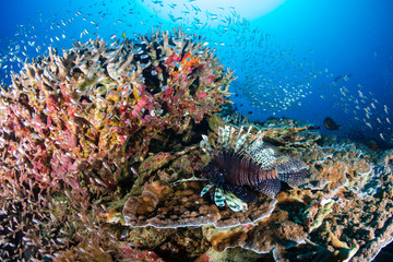 Naklejka na ściany i meble Lionfish on a colorful tropical coral reef in the Andaman Sea