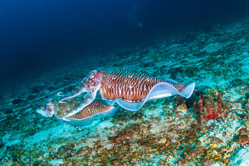 Mating Cuttlefish at dawn on a dark, tropical coral reef