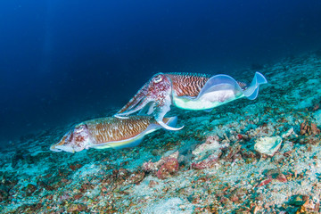 Fototapeta premium Mating Cuttlefish at dawn on a dark, tropical coral reef