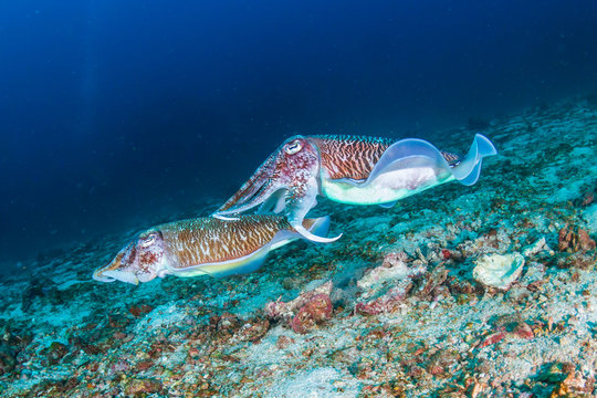 Mating Cuttlefish at dawn on a dark, tropical coral reef