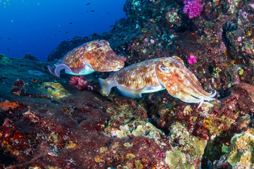 Naklejka na ściany i meble Cuttlefish on a colorful tropical coral reef