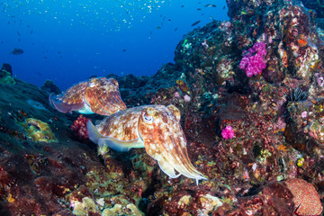 Naklejka na ściany i meble Cuttlefish on a colorful tropical coral reef