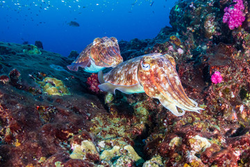 Cuttlefish on a colorful tropical coral reef