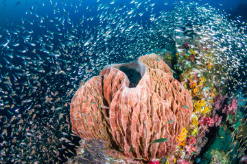 A large sponge on a colorful tropical coral reef at Richelieu Rock
