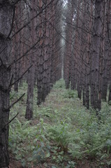  Russia, nature, South Ural.