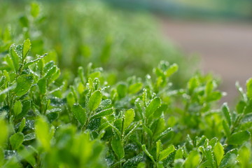 Fresh green grass with rain water drops